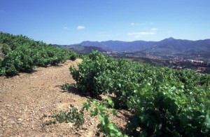 Rben Domaine Bassac